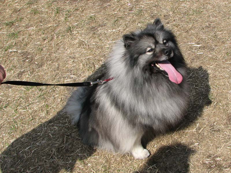 I'm a Keeshond
