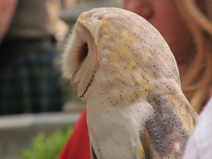 Bristol Renaissance Faire 2016